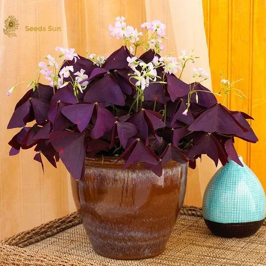 Oxalis Purple Shamrock | Bulk Set of 10 or 5 or 2 Live Pips | Flower Bulbs | Easy Indoor Plants | Outdoor Plants