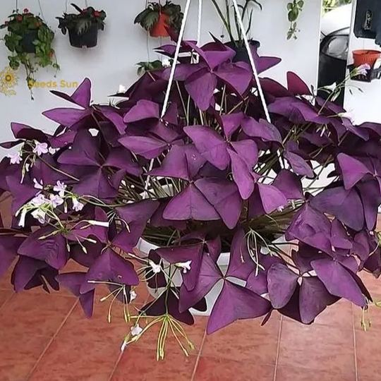 Oxalis Purple Shamrock | Bulk Set of 10 or 5 or 2 Live Pips | Flower Bulbs | Easy Indoor Plants | Outdoor Plants