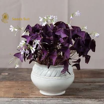 Oxalis Purple Shamrock | Bulk Set of 10 or 5 or 2 Live Pips | Flower Bulbs | Easy Indoor Plants | Outdoor Plants