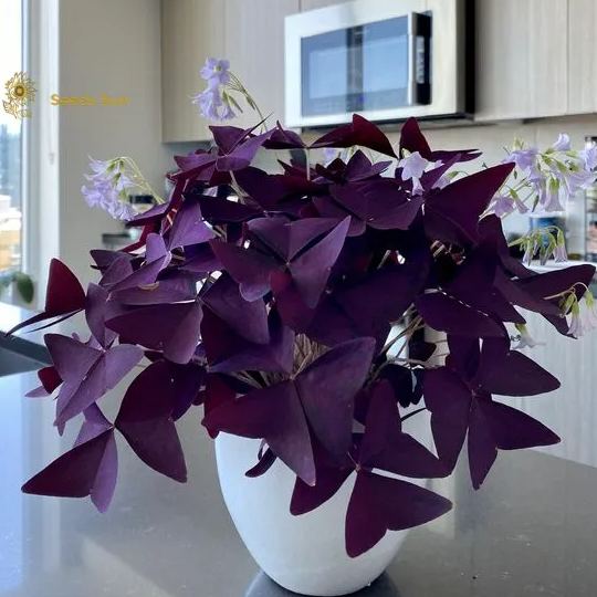 Oxalis Purple Shamrock | Bulk Set of 10 or 5 or 2 Live Pips | Flower Bulbs | Easy Indoor Plants | Outdoor Plants