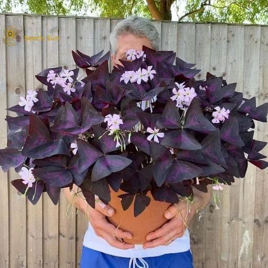 Oxalis Purple Shamrock | Bulk Set of 10 or 5 or 2 Live Pips | Flower Bulbs | Easy Indoor Plants | Outdoor Plants
