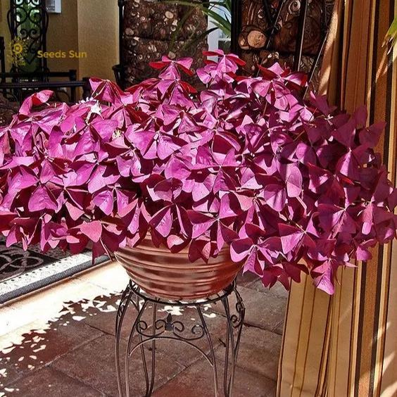 Oxalis Purple Shamrock | Bulk Set of 10 or 5 or 2 Live Pips | Flower Bulbs | Easy Indoor Plants | Outdoor Plants