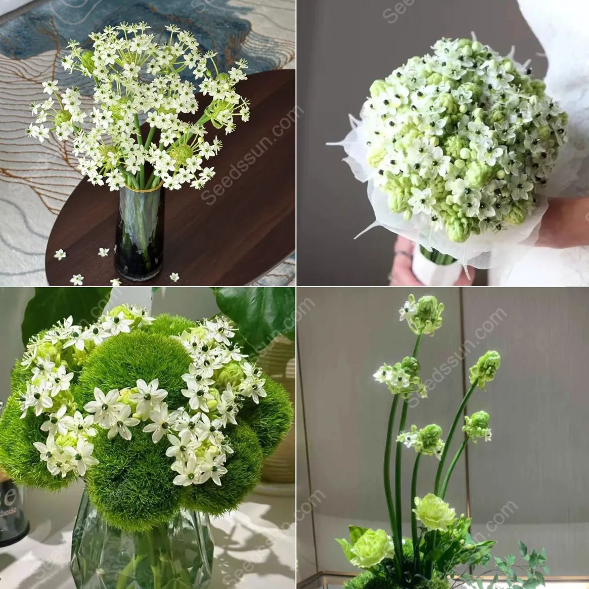 High Quality Star of Bethlehem Bulbs