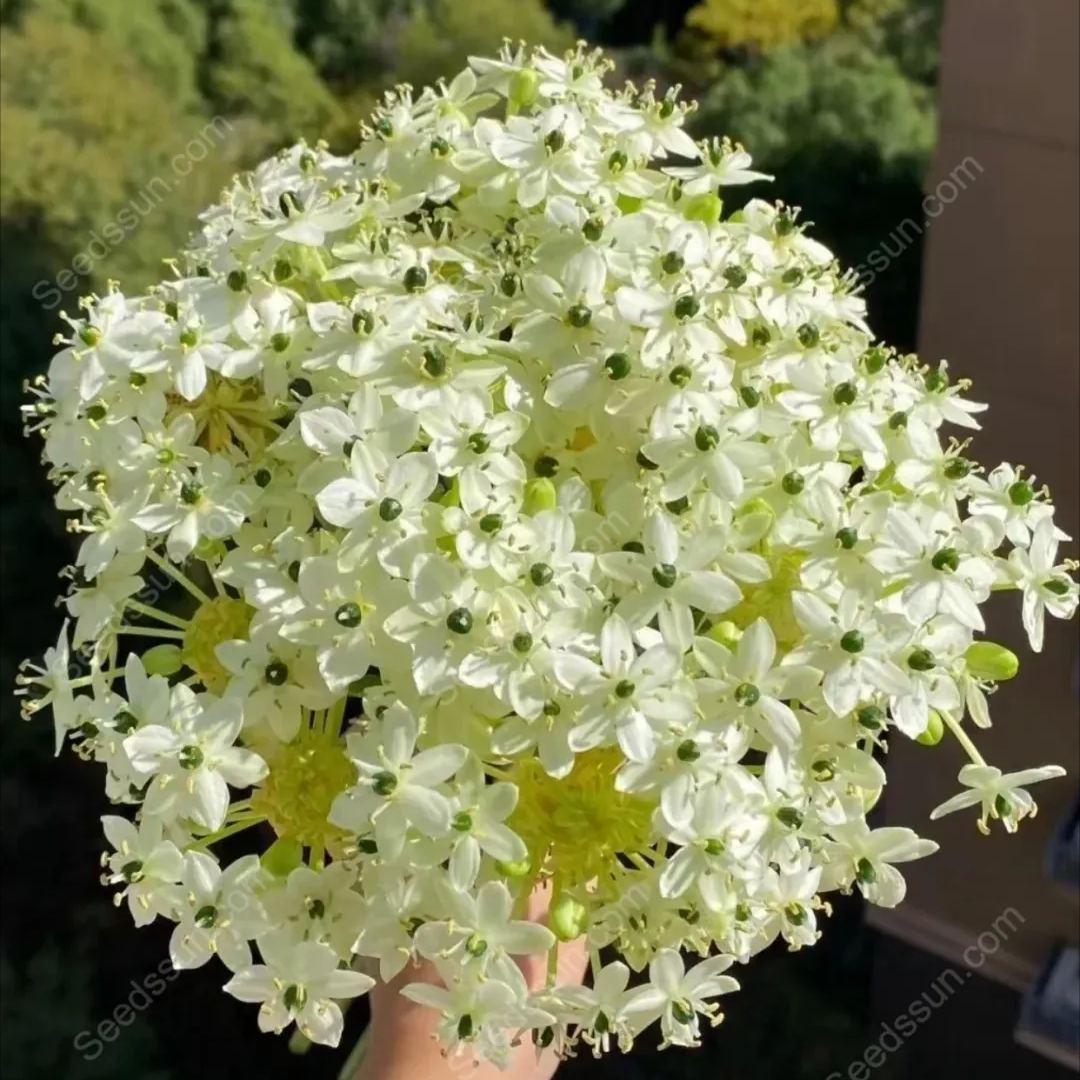 High Quality Star of Bethlehem Bulbs