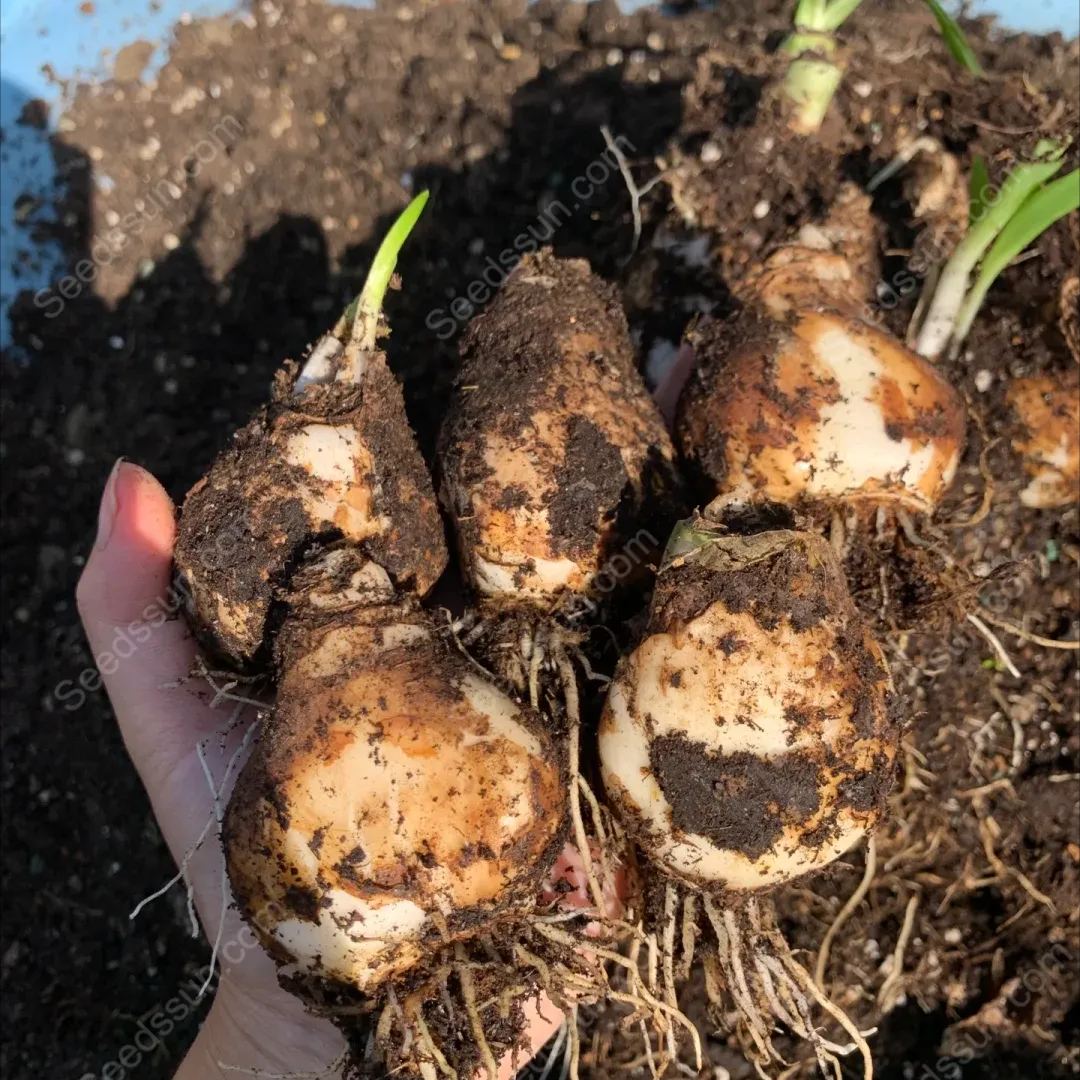 High Quality Star of Bethlehem Bulbs