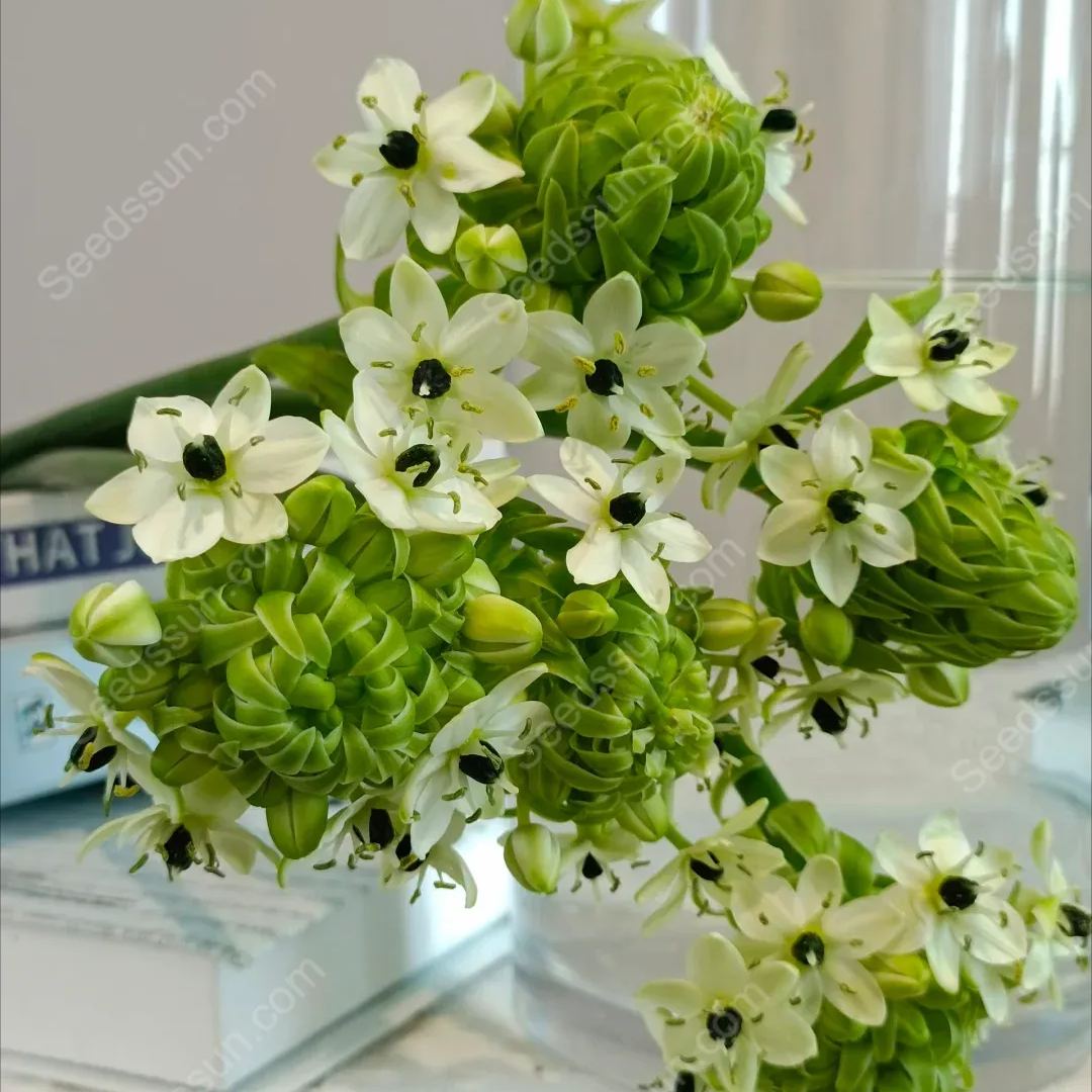 High Quality Star of Bethlehem Bulbs