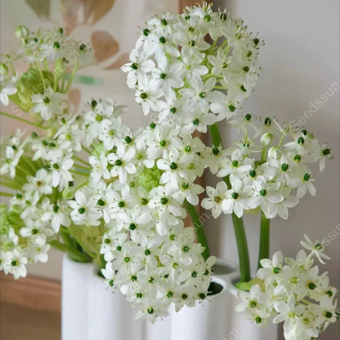 High Quality Star of Bethlehem Bulbs