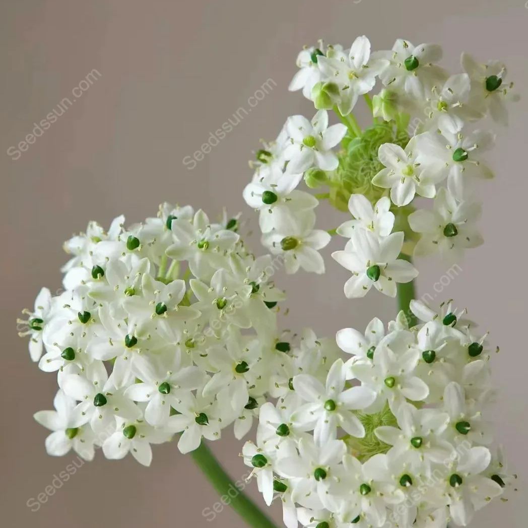 High Quality Star of Bethlehem Bulbs