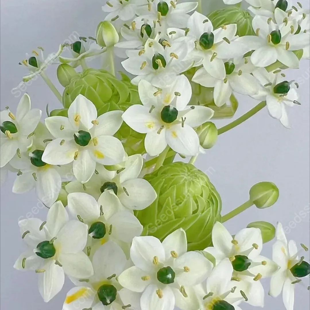High Quality Star of Bethlehem Bulbs