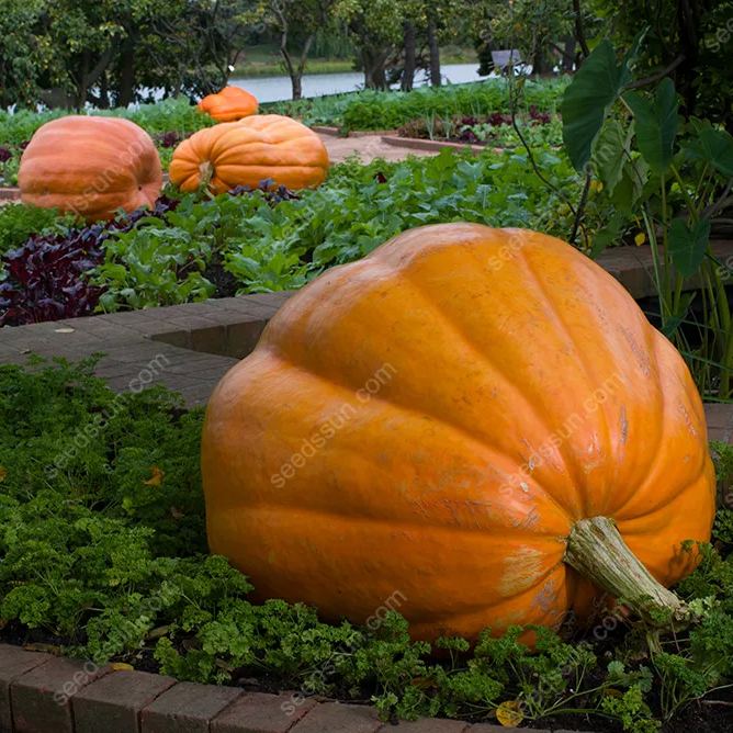 Cucurbita Maxima Seeds🎃
