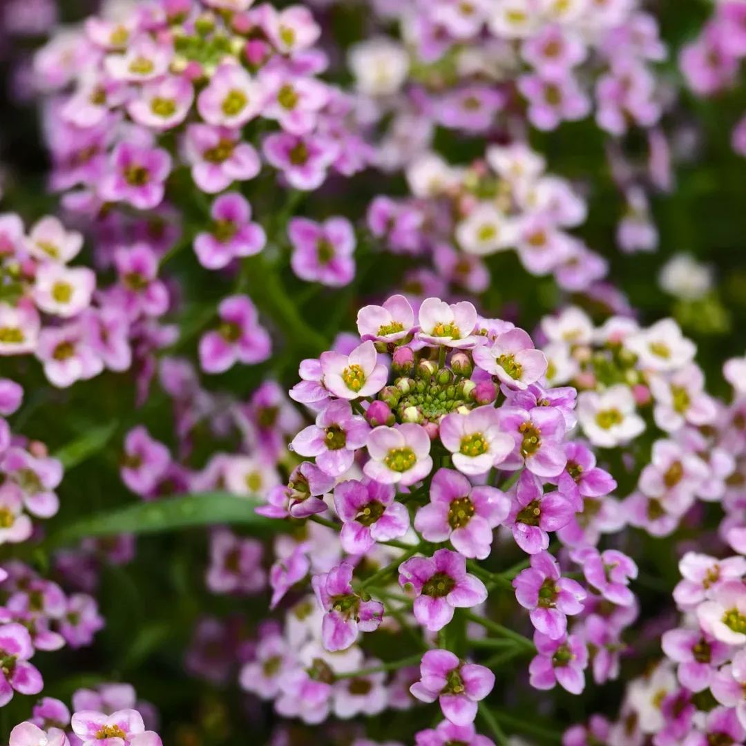 Sweet Alyssum Seeds