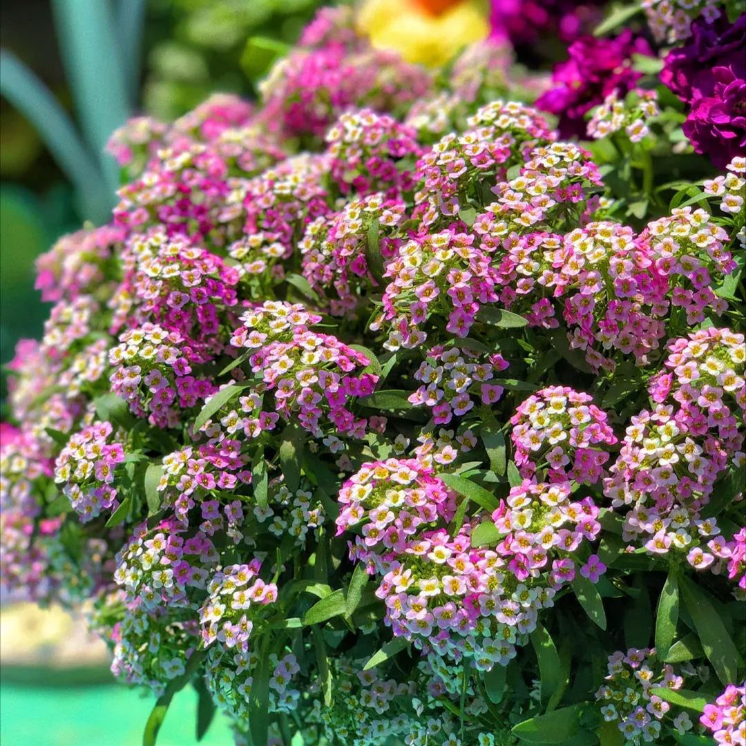 Sweet Alyssum Seeds