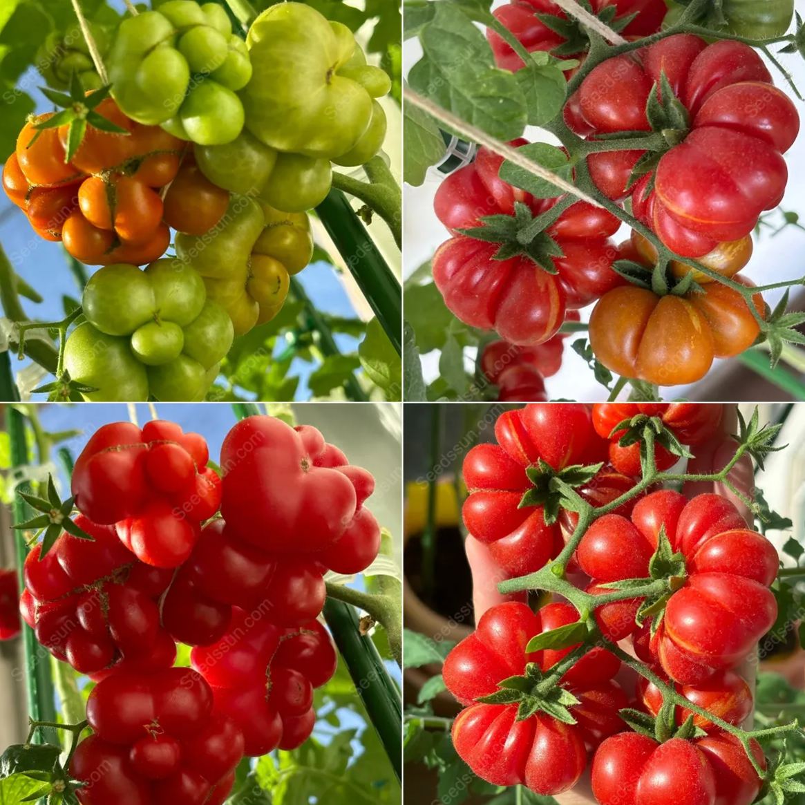Traveler Tomato Seeds