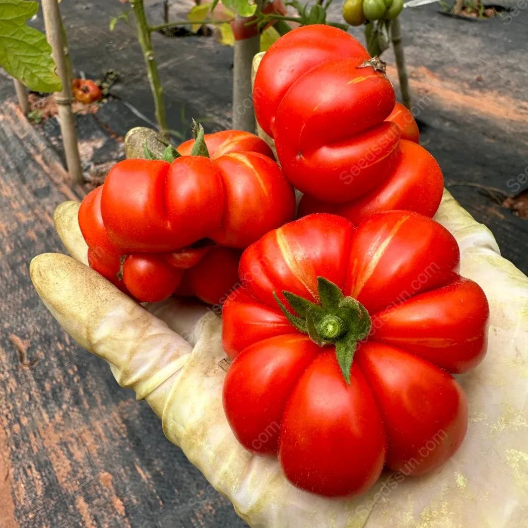 Traveler Tomato Seeds