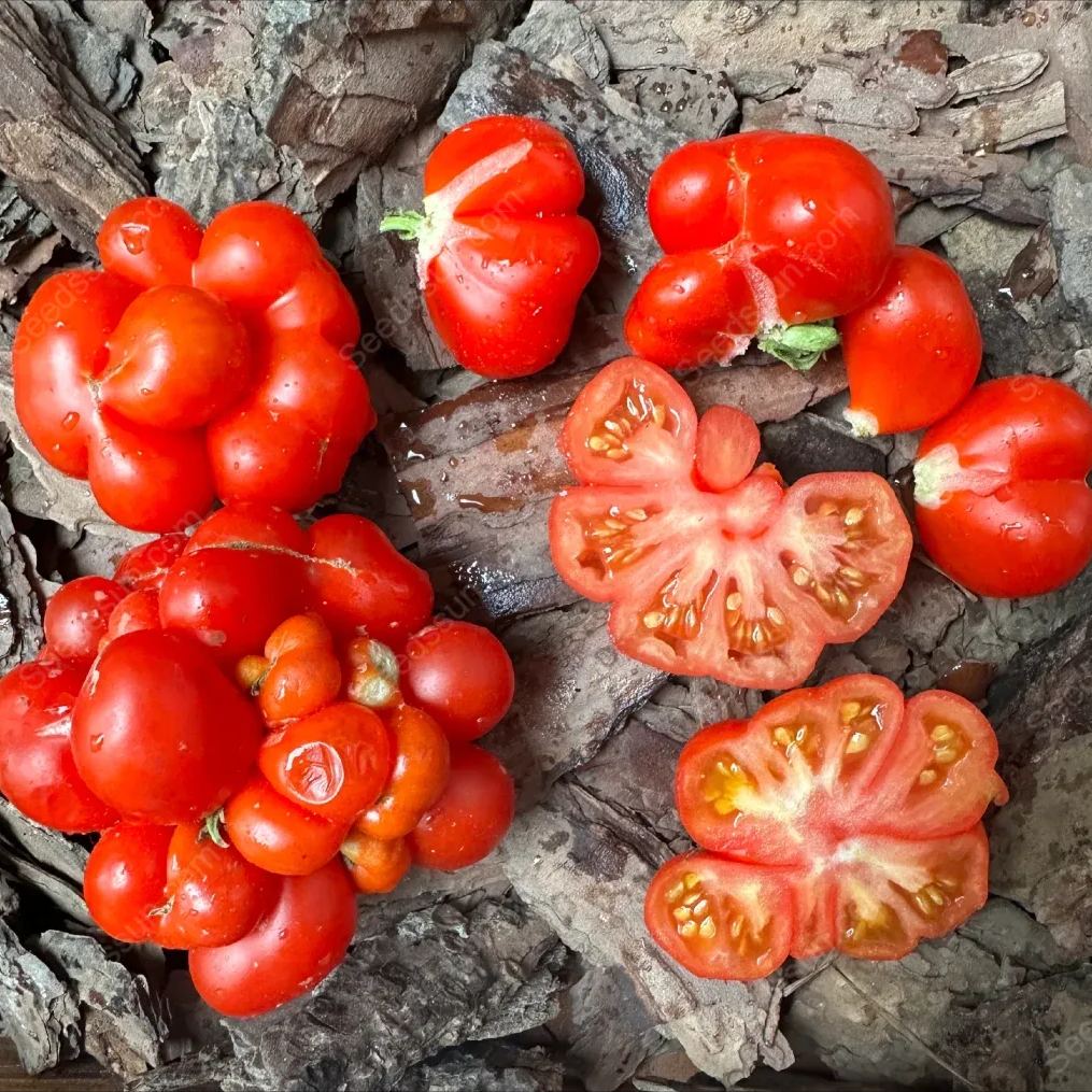 Traveler Tomato Seeds