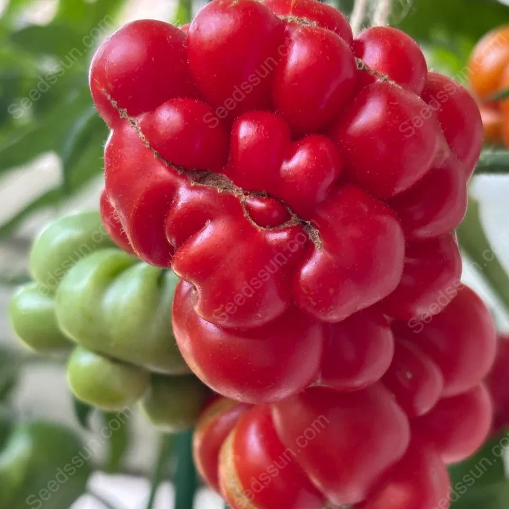 Traveler Tomato Seeds
