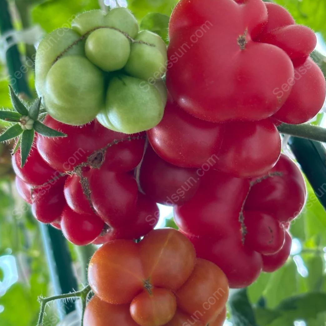 Traveler Tomato Seeds