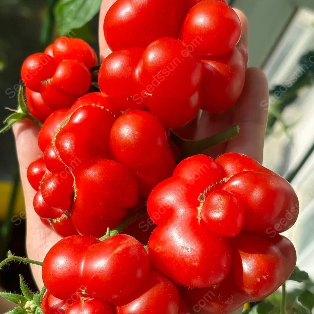 Traveler Tomato Seeds