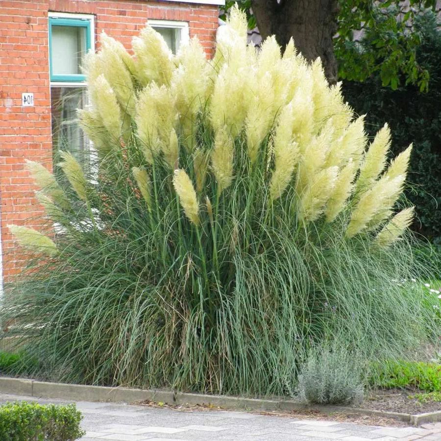 Perennial Pampas Ornamental Grass Seeds