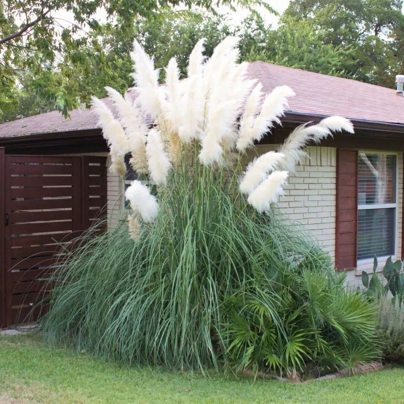 Perennial Pampas Ornamental Grass Seeds