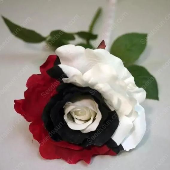 Pokémon rose - Rare red white black rose