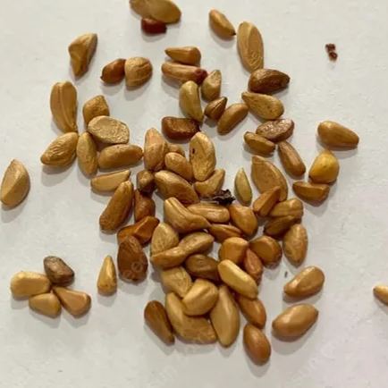 Pokémon rose - Rare red white black rose