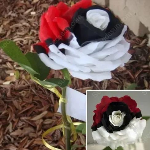 Pokémon rose - Rare red white black rose