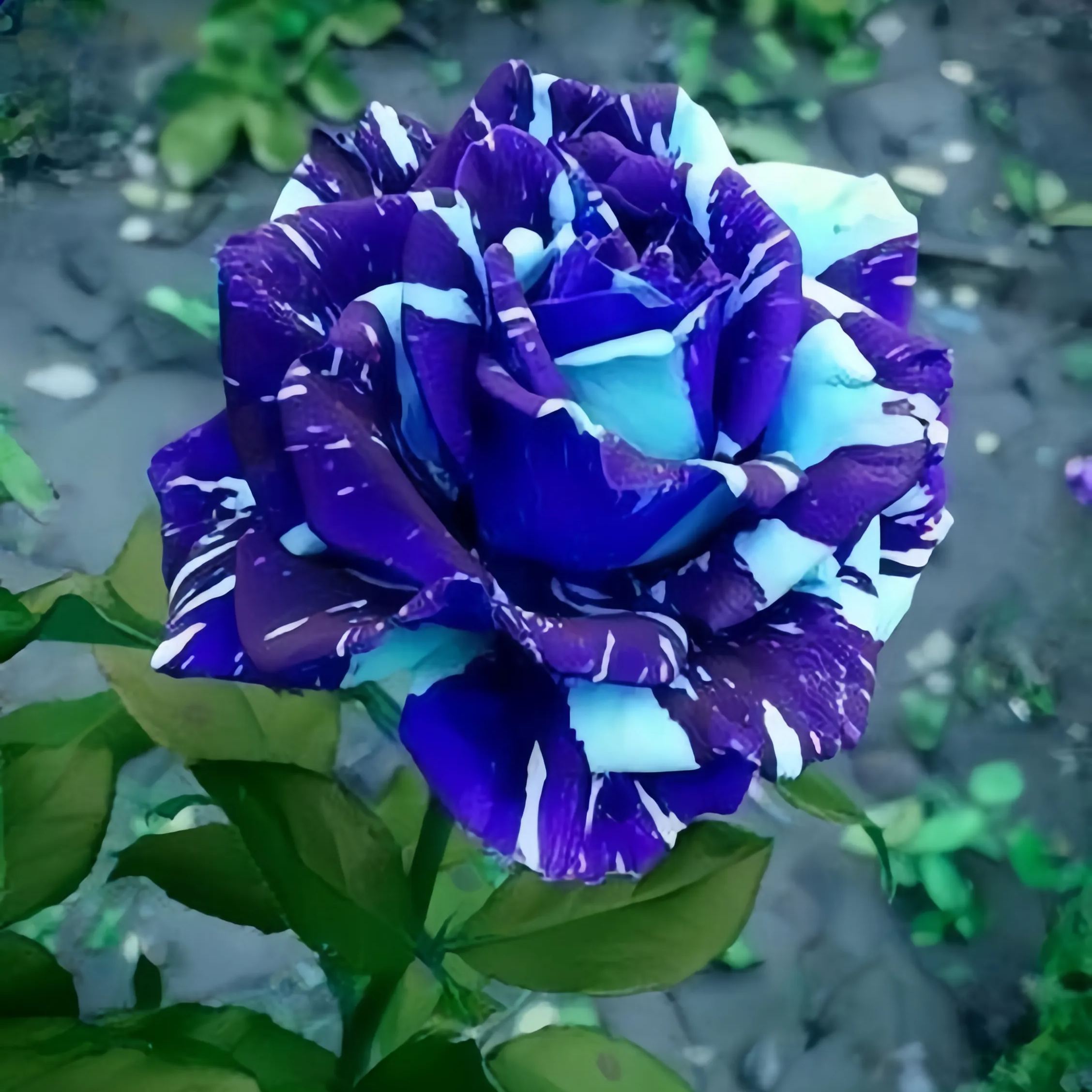 Blue Dragon Rose Seeds