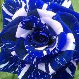 Blue Dragon Rose Seeds