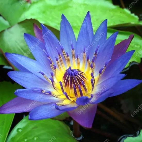 Nymphaea tetragona Seeds🪷【7 days germination】Last Day Sale - 60% OFF