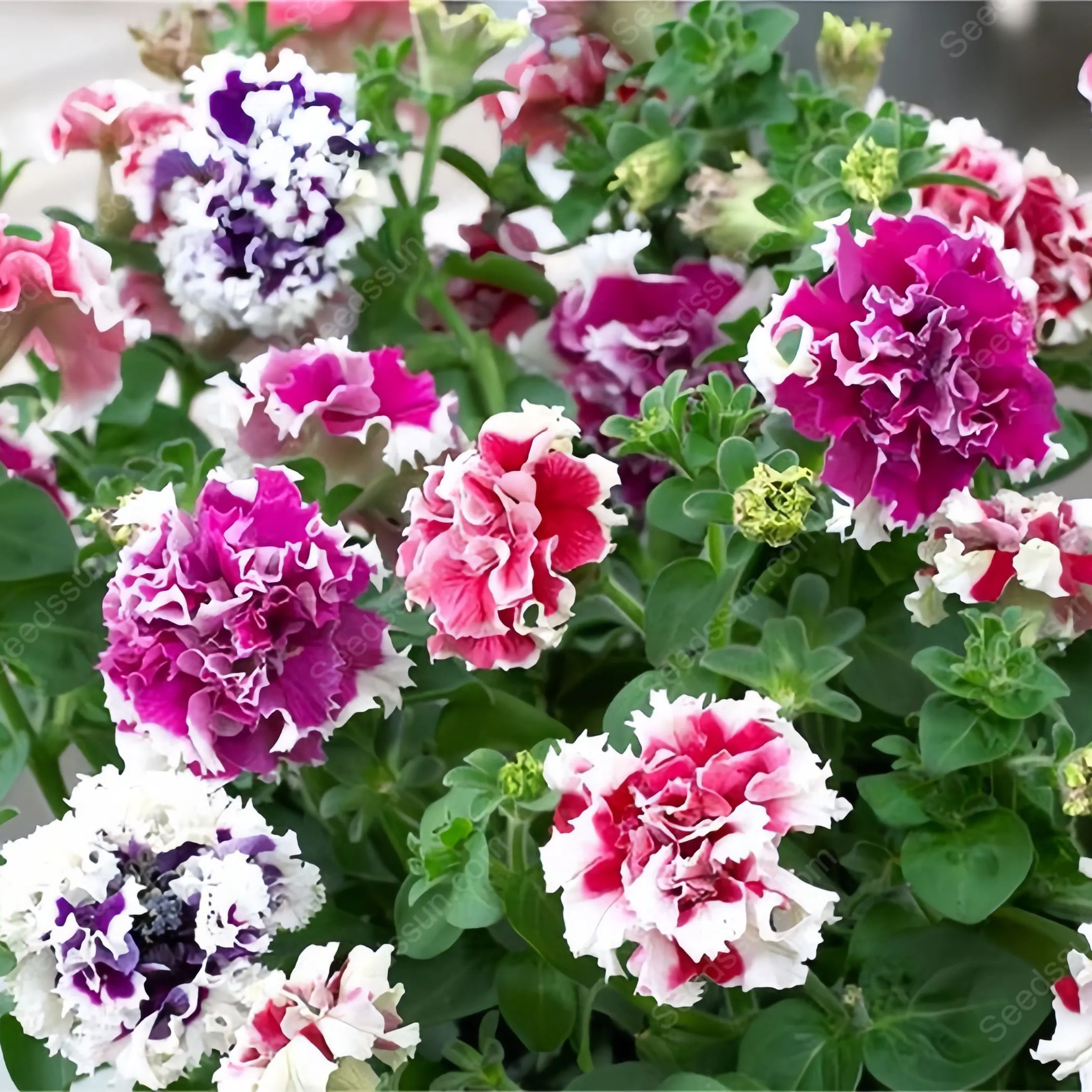 Double Rotating Series Petunia