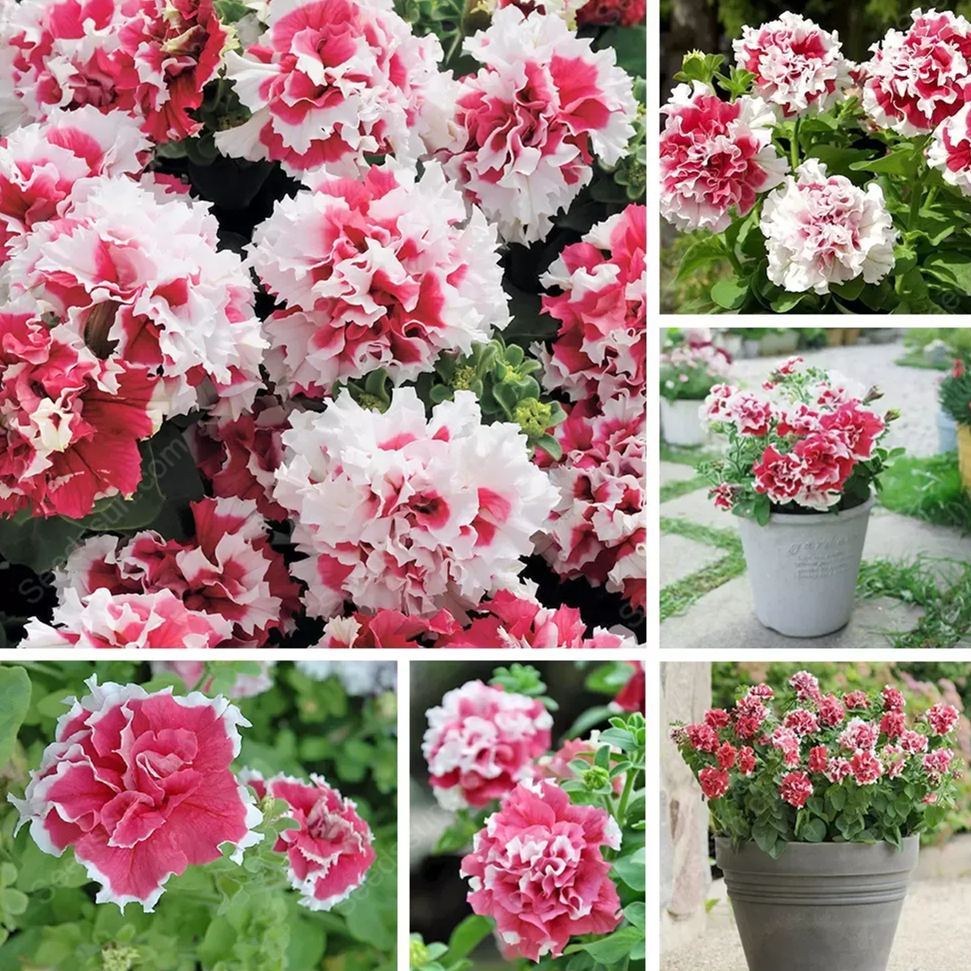 Double Rotating Series Petunia