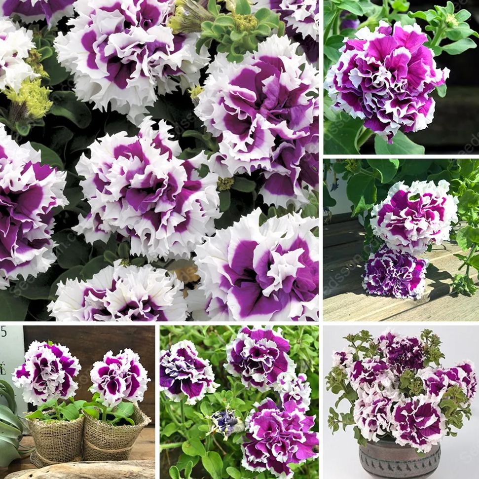 Double Rotating Series Petunia