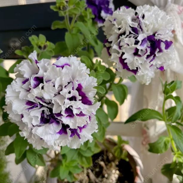 Double Rotating Series Petunia