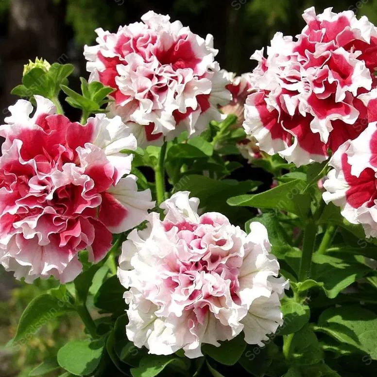 Double Rotating Series Petunia