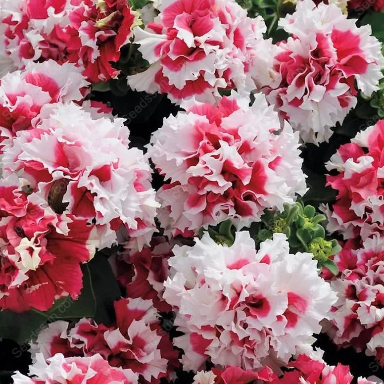 Double Rotating Series Petunia