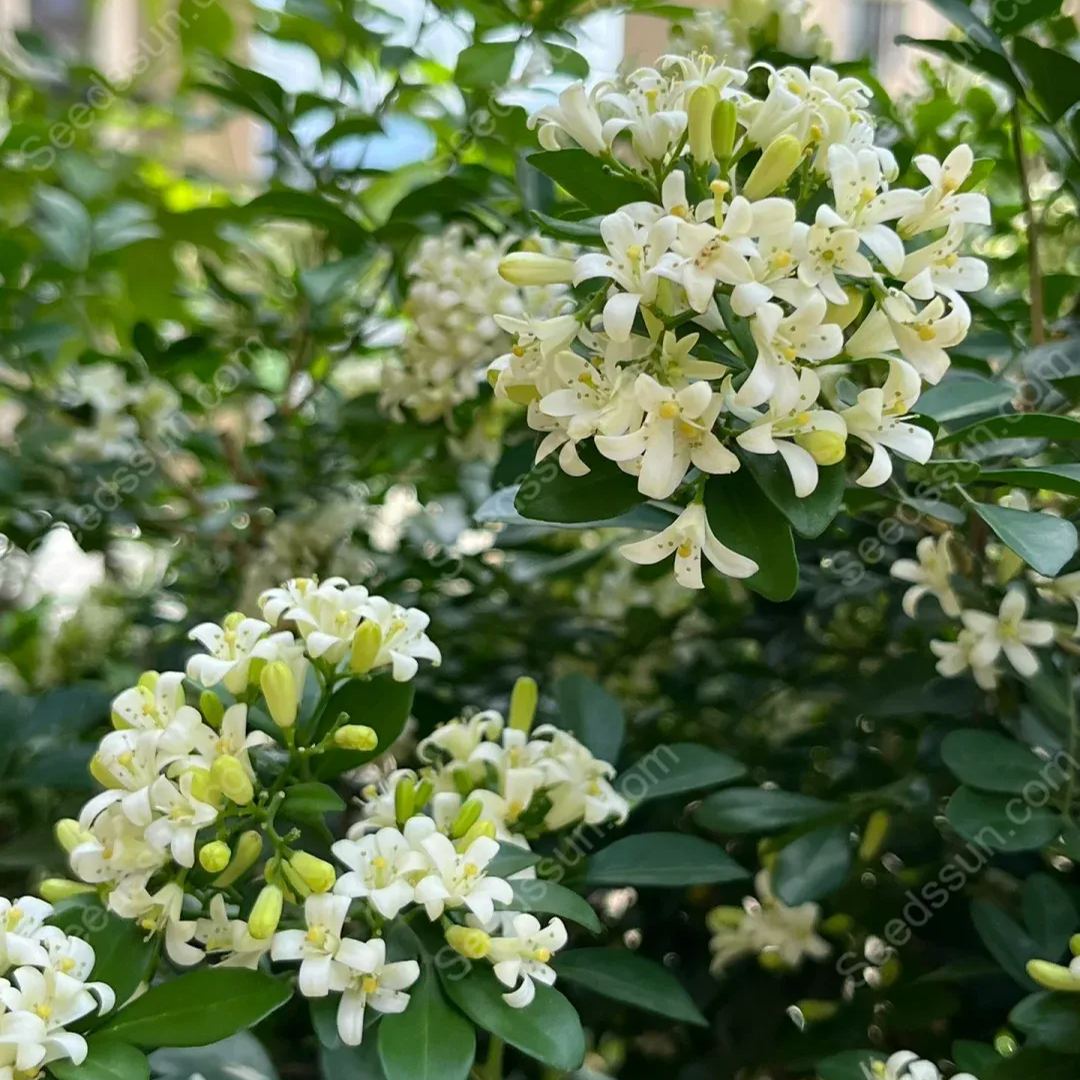 Osmanthus Fragrans Seeds-Aromatic Green Plants