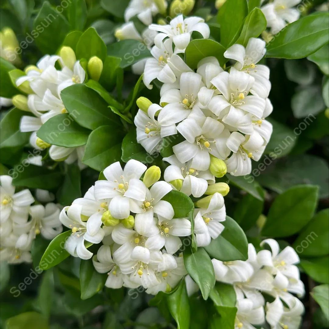 Osmanthus Fragrans Seeds-Aromatic Green Plants