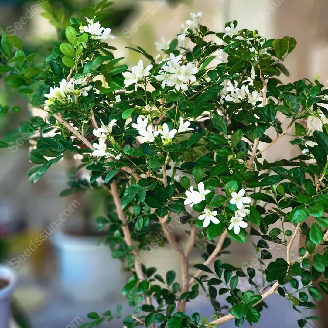 Osmanthus Fragrans Seeds-Aromatic Green Plants