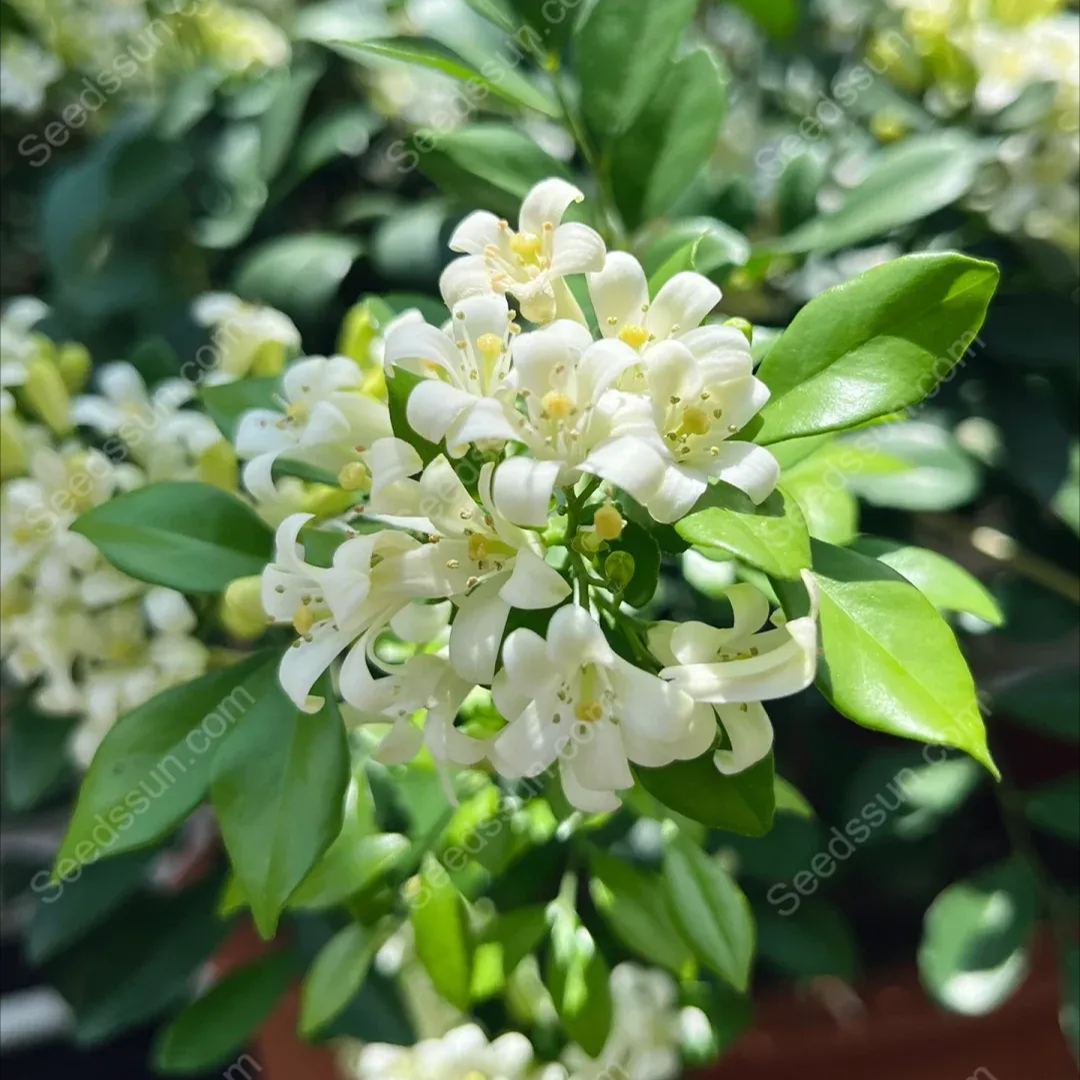 Osmanthus Fragrans Seeds-Aromatic Green Plants