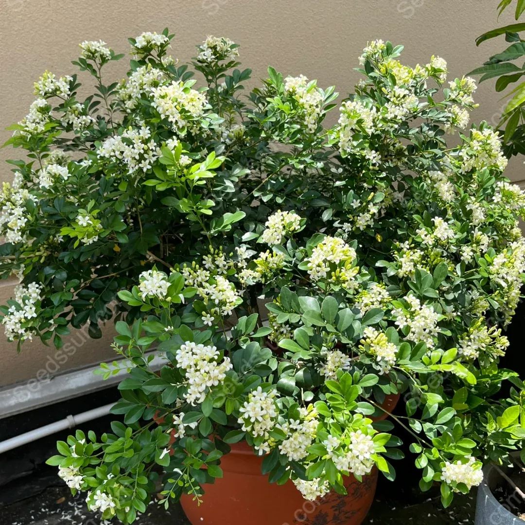 Osmanthus Fragrans Seeds-Aromatic Green Plants