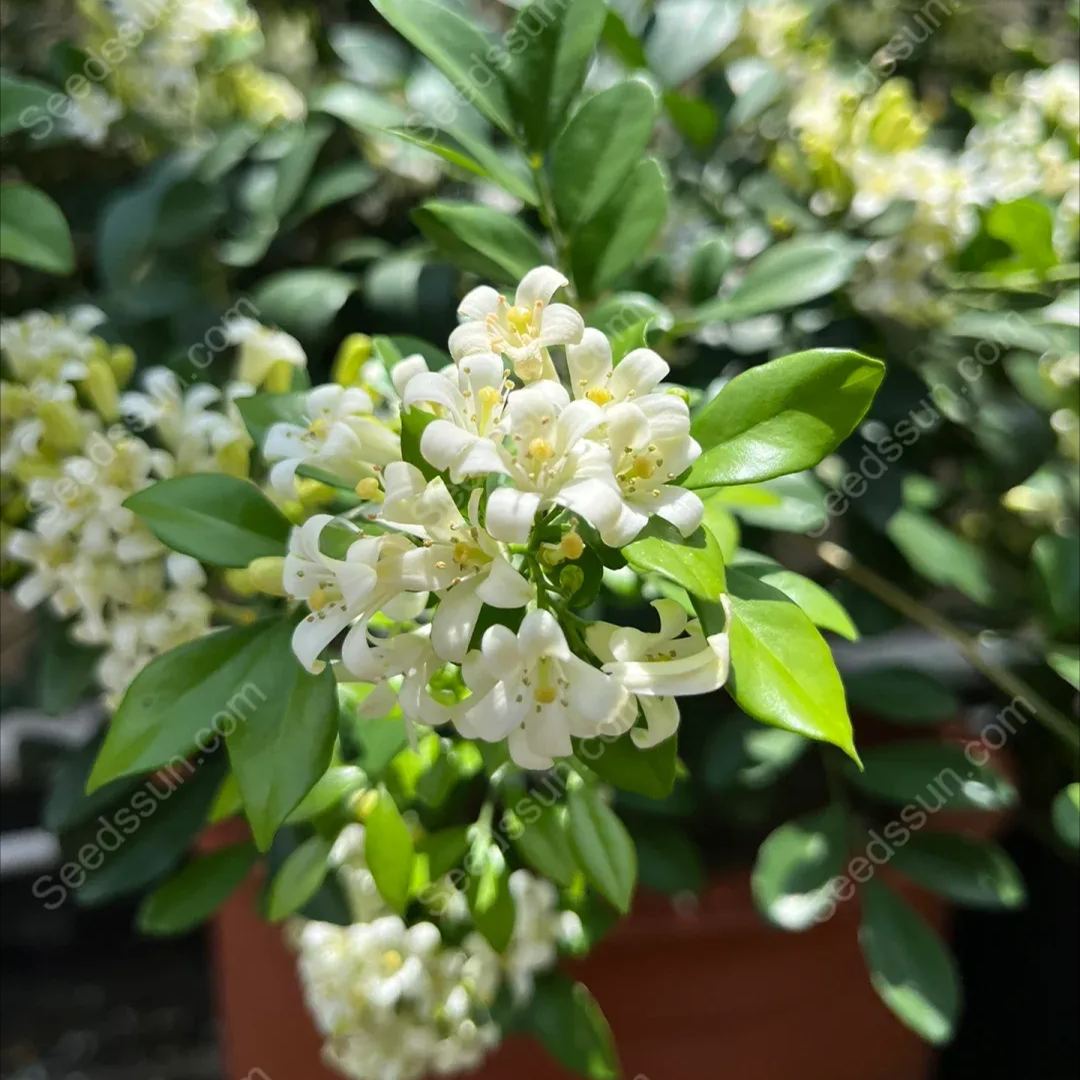 Osmanthus Fragrans Seeds-Aromatic Green Plants