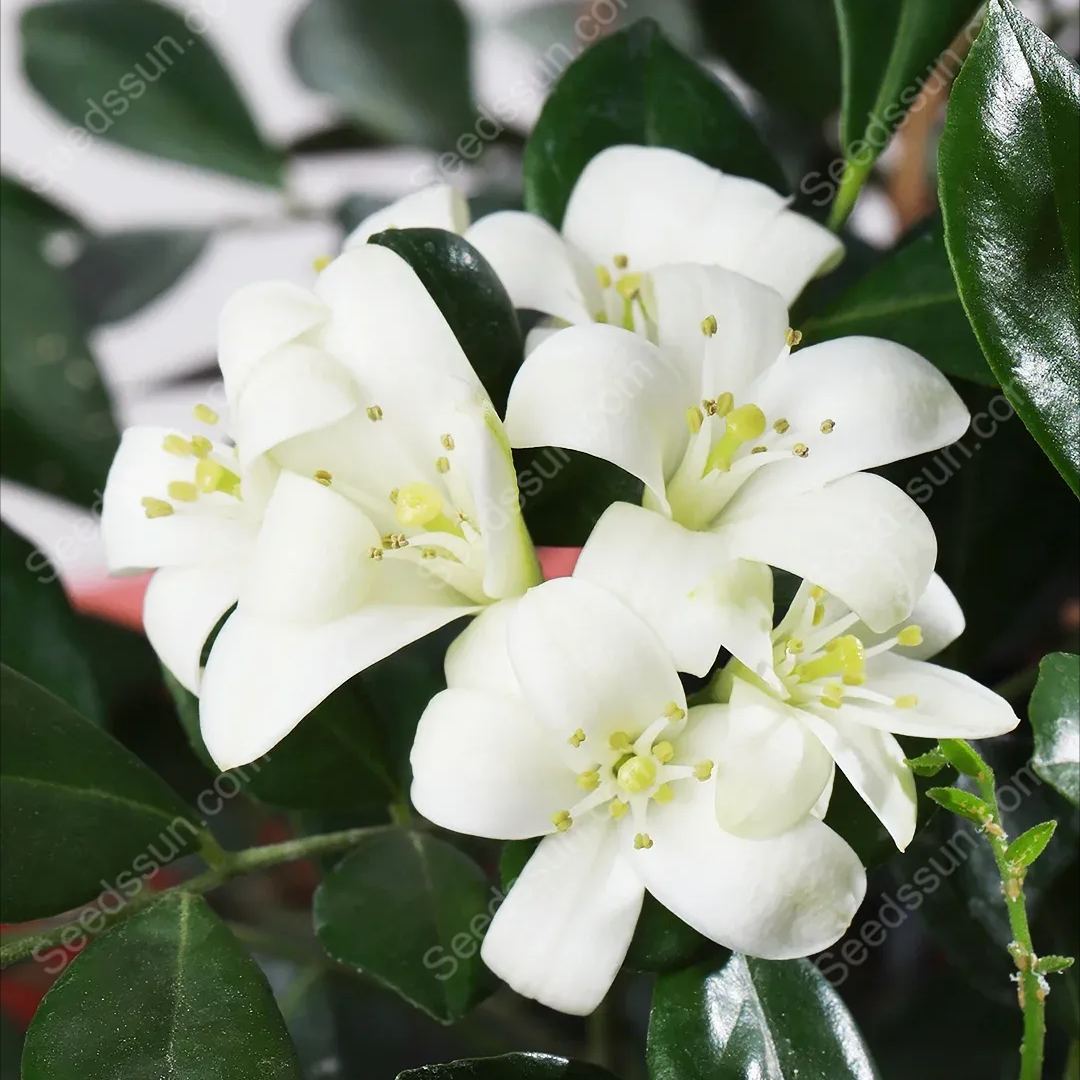 Osmanthus Fragrans Seeds-Aromatic Green Plants