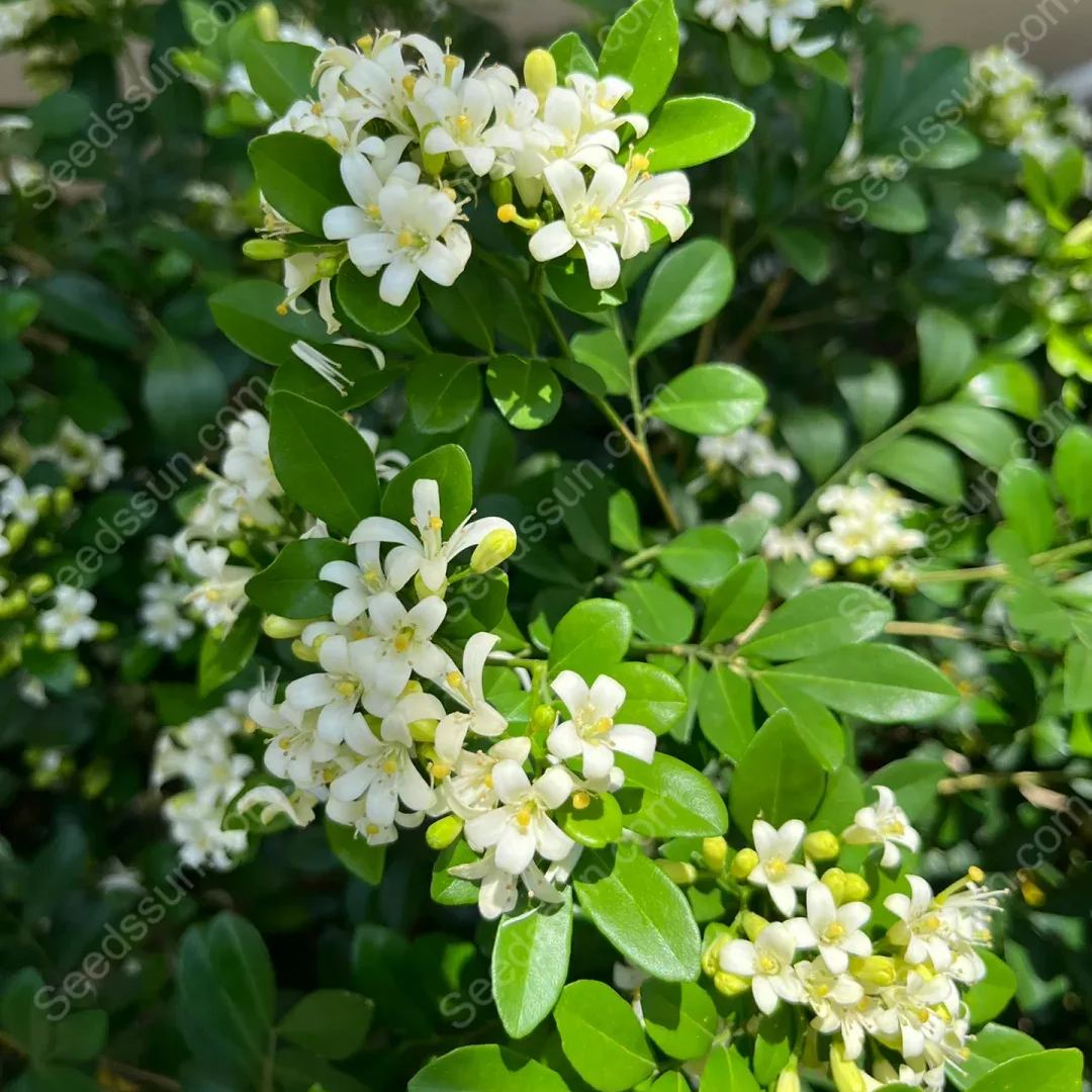 Osmanthus Fragrans Seeds-Aromatic Green Plants