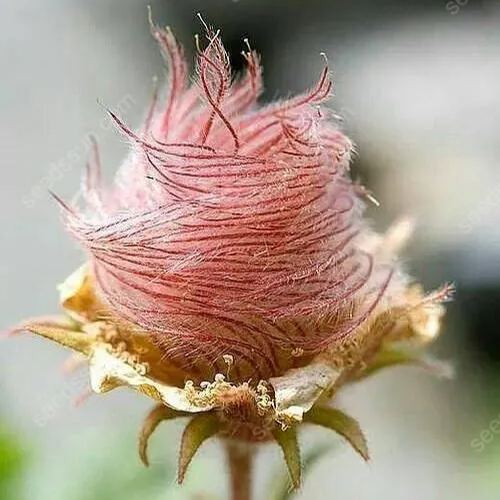 🪸PRAIRIE SMOKE, 🩷CHERRY Drop Native Perennial Deer Resistant Flower Seeds