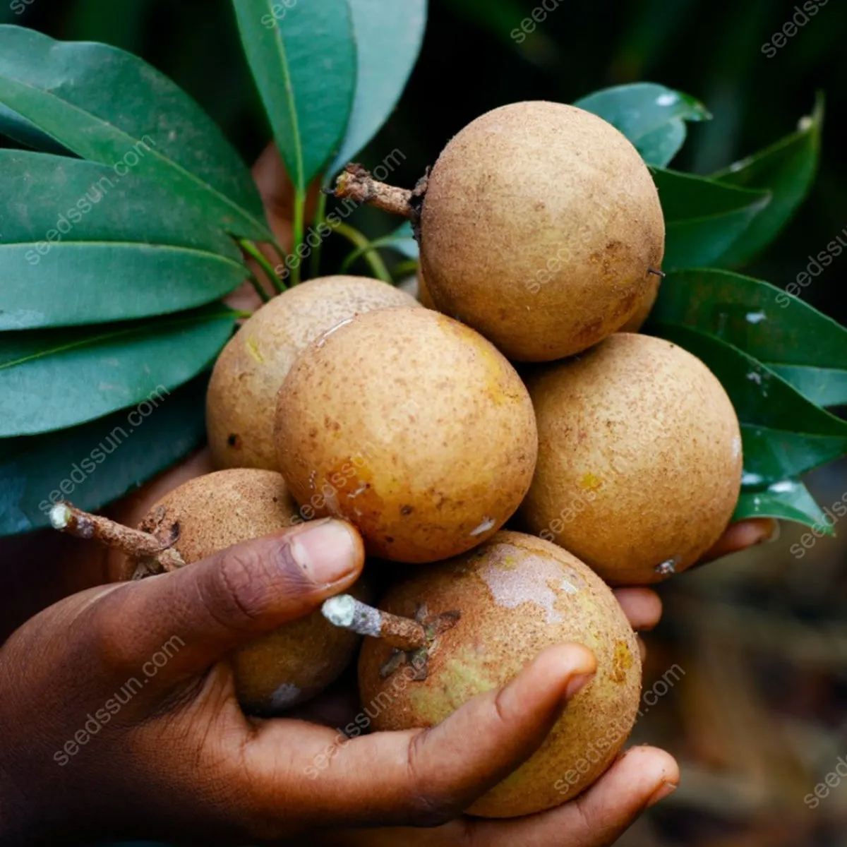 Fresh Rare Organic Theobroma Cacao Chocolate Tree Seeds