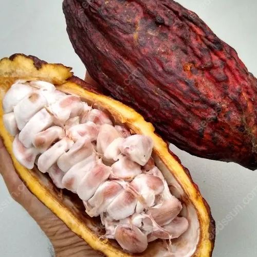 Fresh Rare Organic Theobroma Cacao Chocolate Tree Seeds