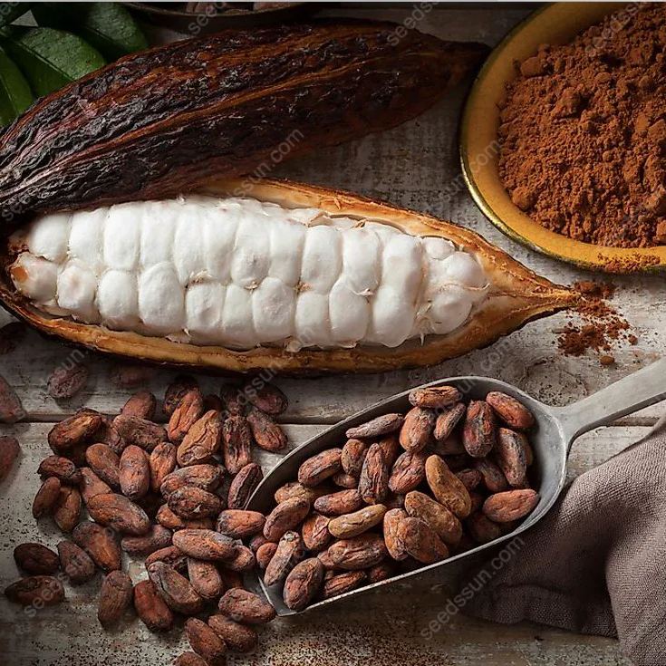 Fresh Rare Organic Theobroma Cacao Chocolate Tree Seeds