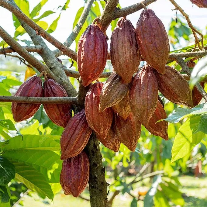 Fresh Rare Organic Theobroma Cacao Chocolate Tree Seeds