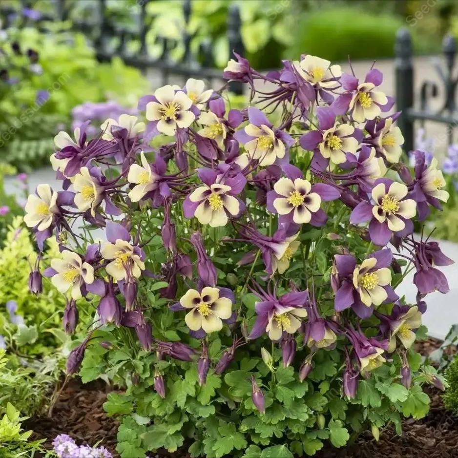 https://img-va.myshopline.com/image/store/1699946802271/AI-17225940288962-1011x938.png?w=1011&h=938